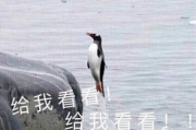娱乐吃瓜君遛鸟大师是谁